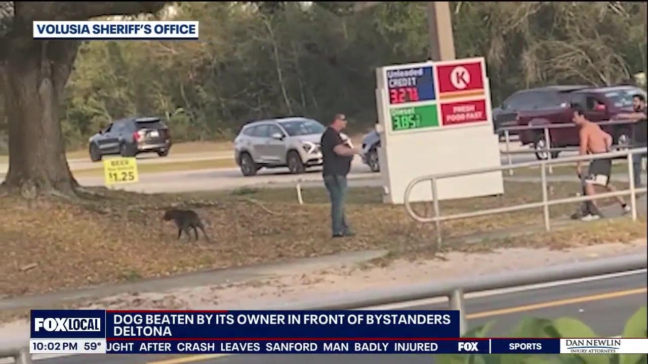Bystanders fight Florida man accused of whipping dog with chain outside ...